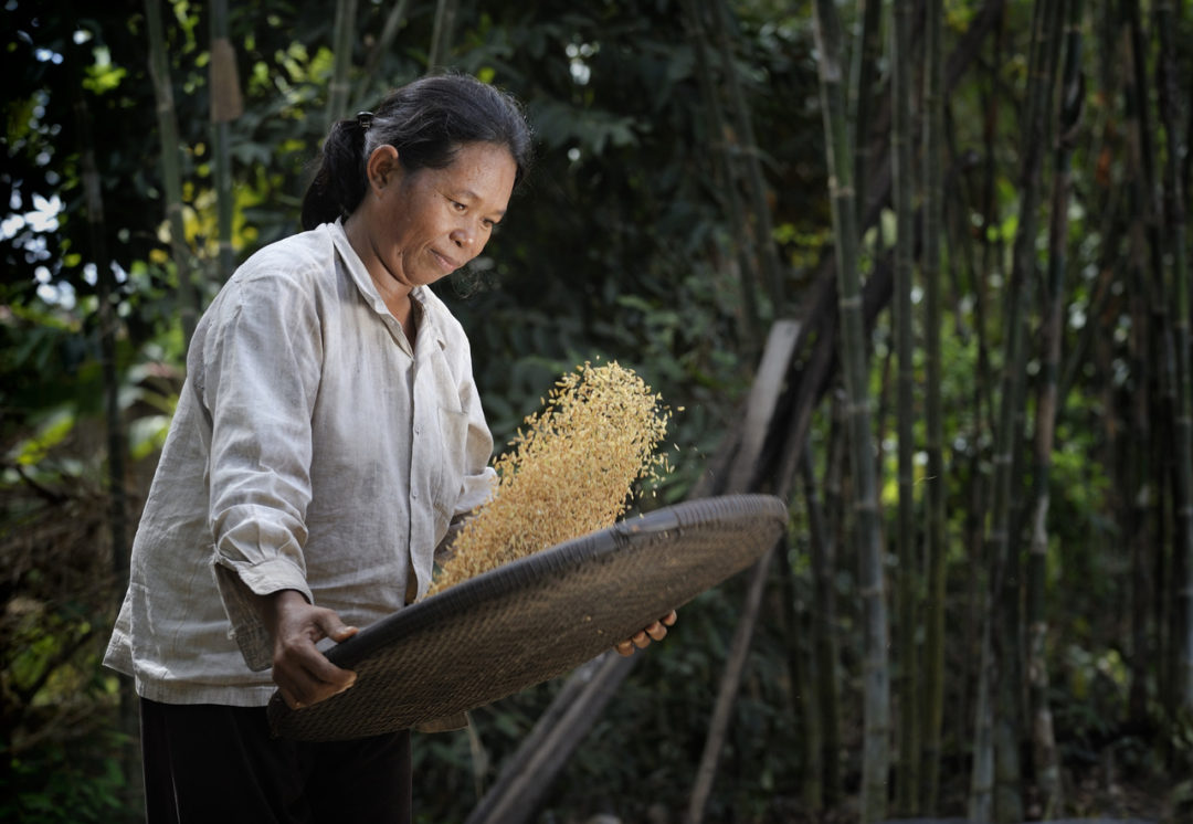 Winnowing - Life on Earth Pictures